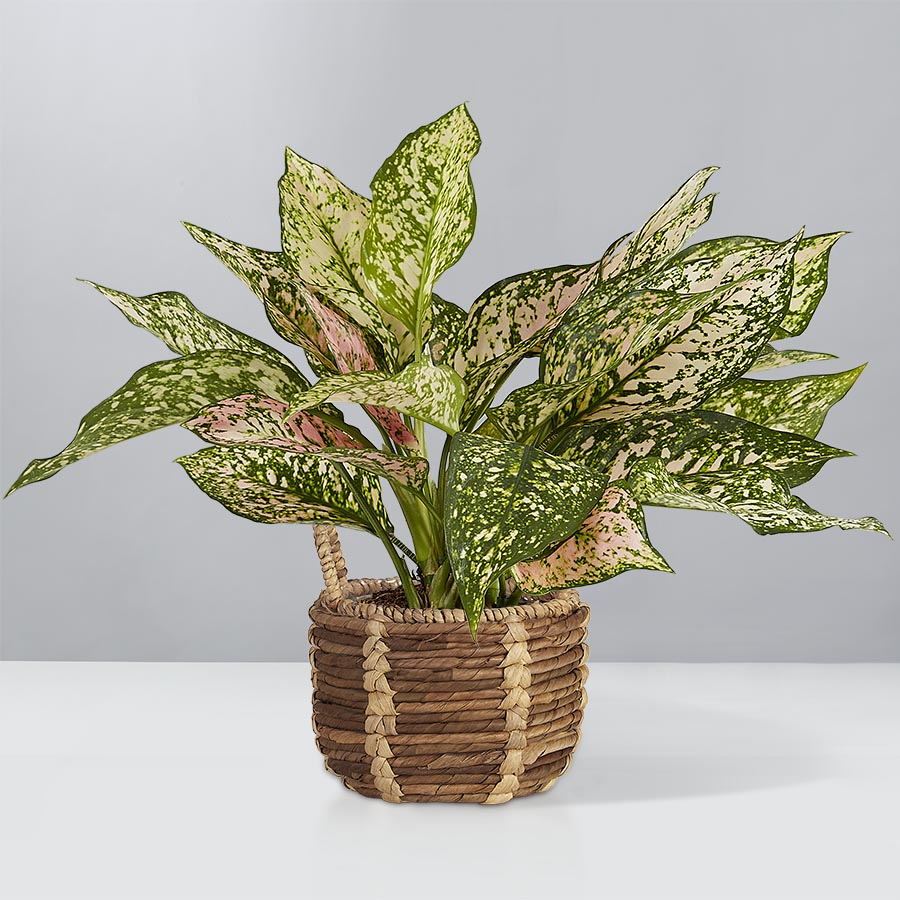 Aglaonema Plant