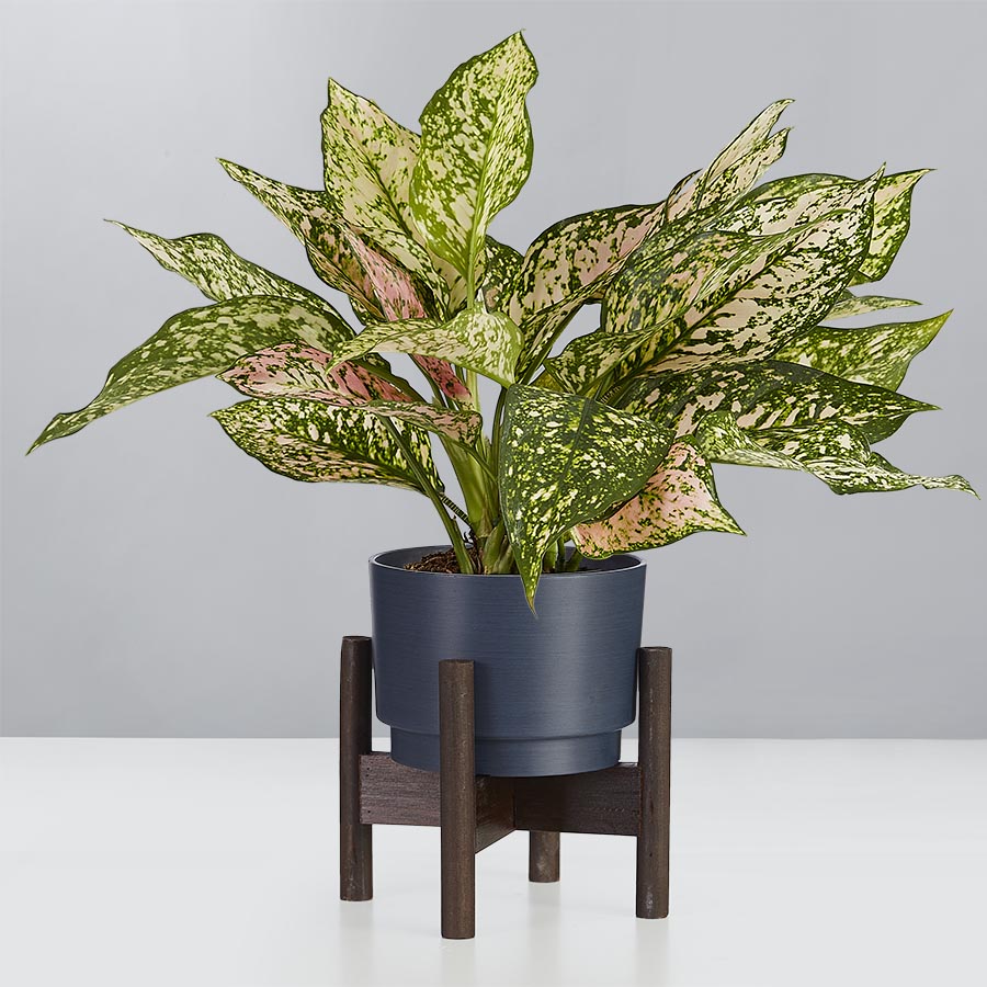 Aglaonema Plant