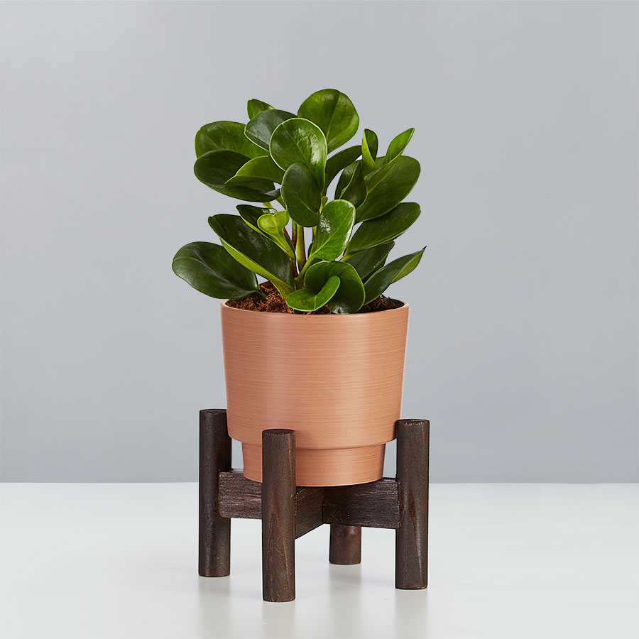Baby Rubber Plant (Teardrop Peperomia)