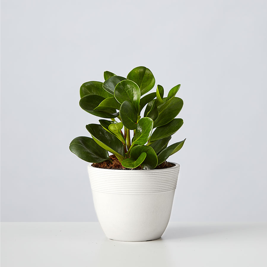 Baby Rubber Plant (Teardrop Peperomia)