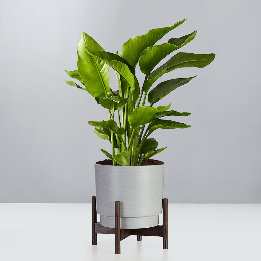 Bird of Paradise Floor Plant