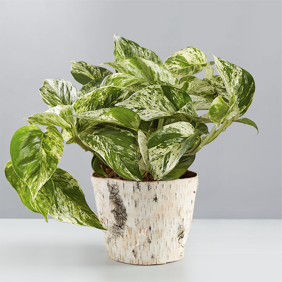 Devil's Ivy (Marble Queen Pothos) in Birch