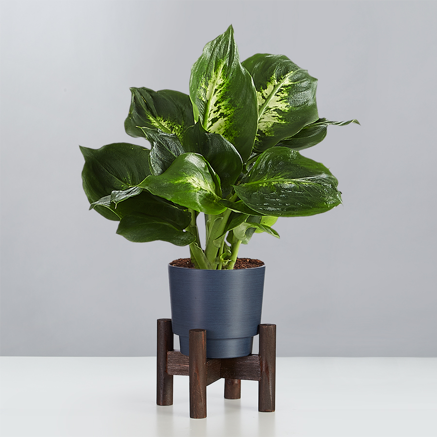 Dieffenbachia Plant (Dumb Cane)