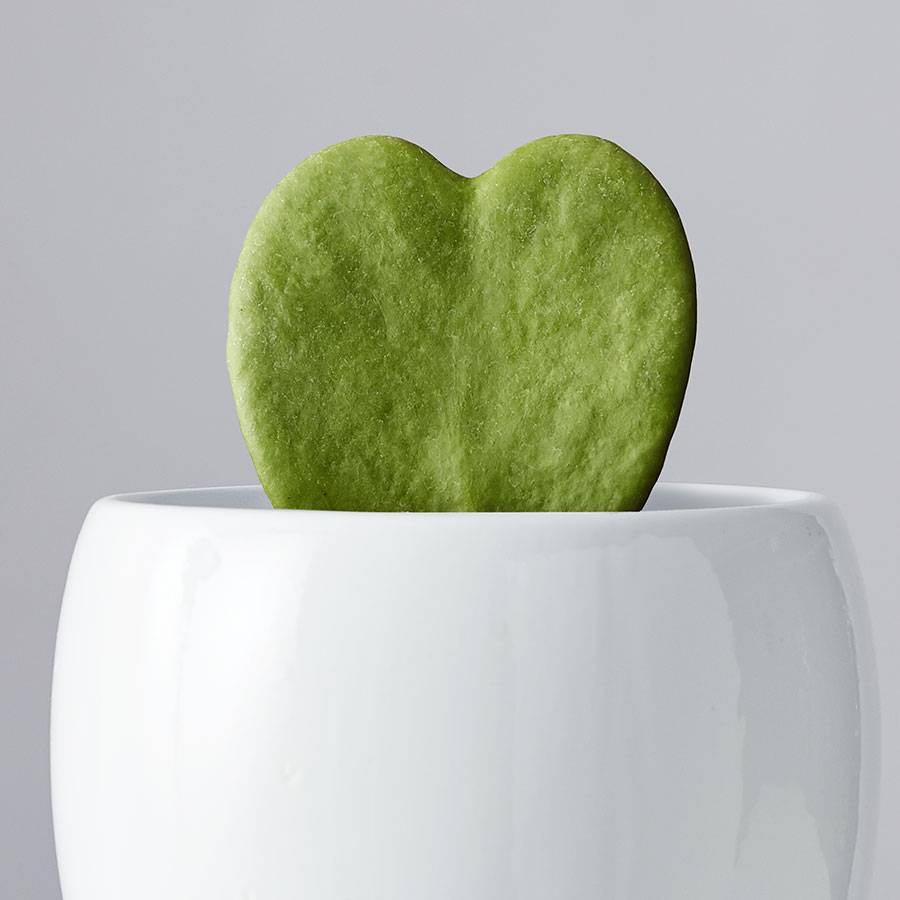 Hoya Heart Succulent