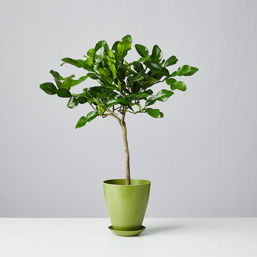 Kaffir Lime Tree