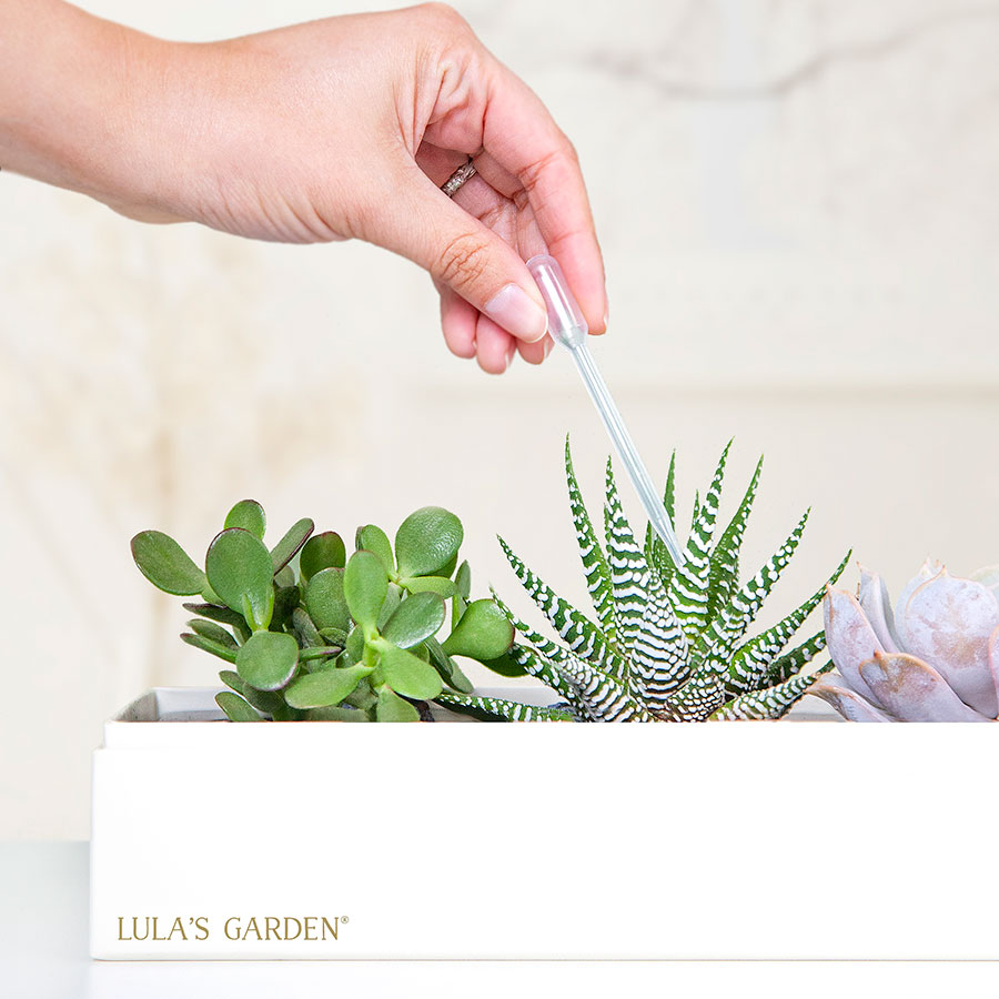 Lula's Garden® Succulents