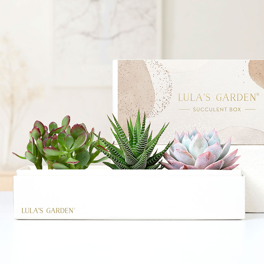 Lula's Garden® Succulents