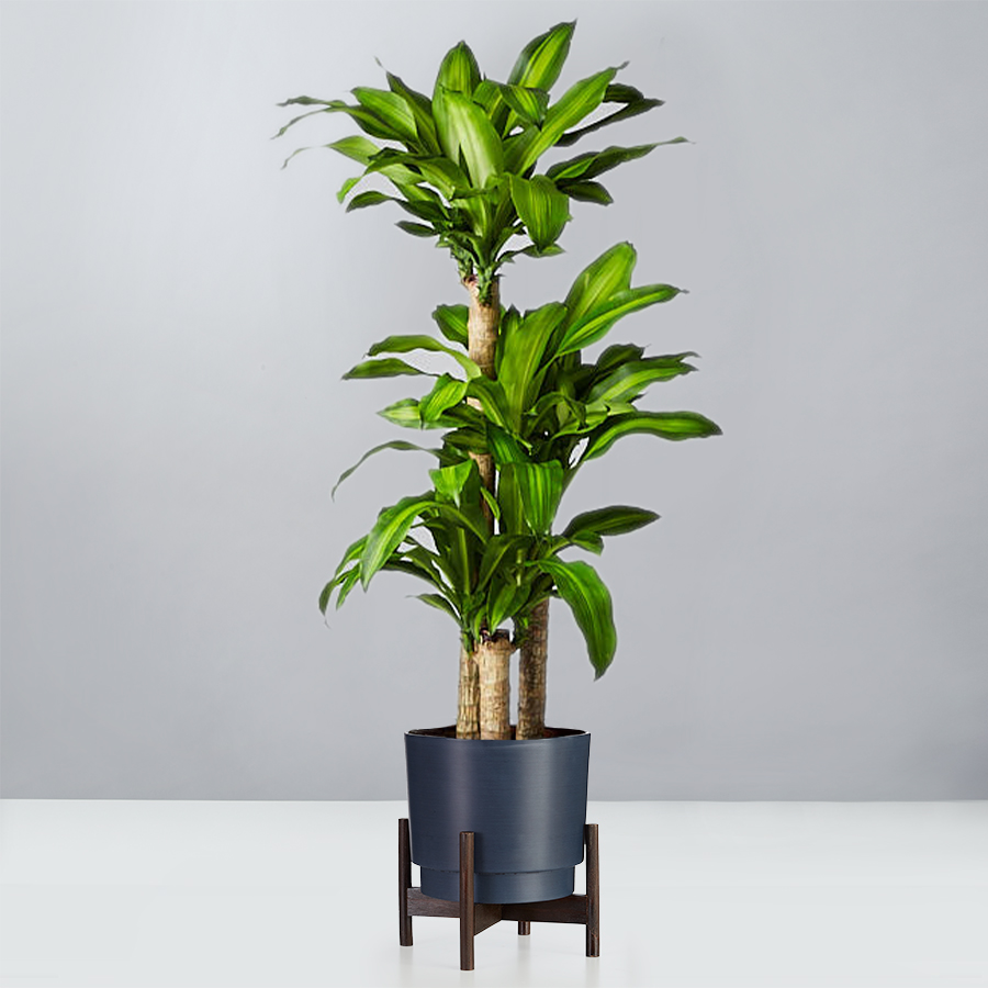 Mass Cane Floor Plant | plants.com