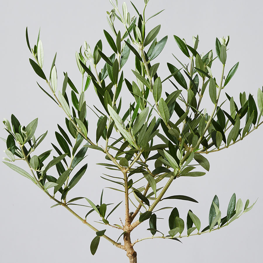 Olive Tree