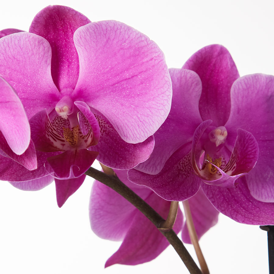 Large Phalaenopsis Orchid: Purple