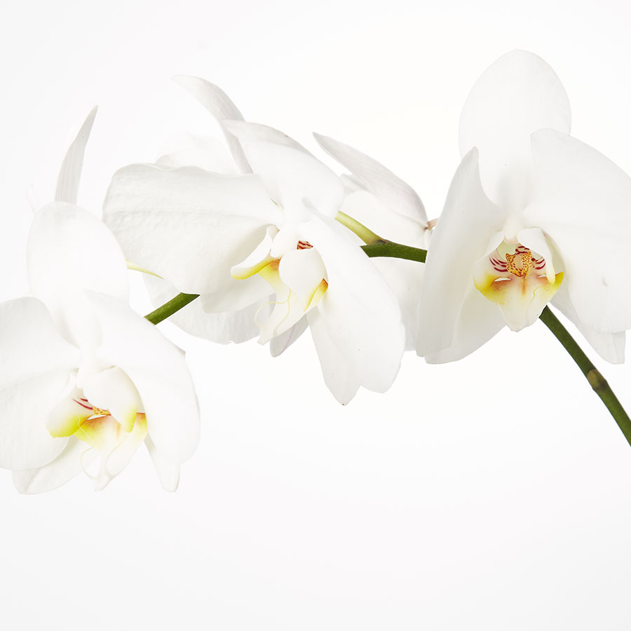 Large Phalaenopsis Orchid: White