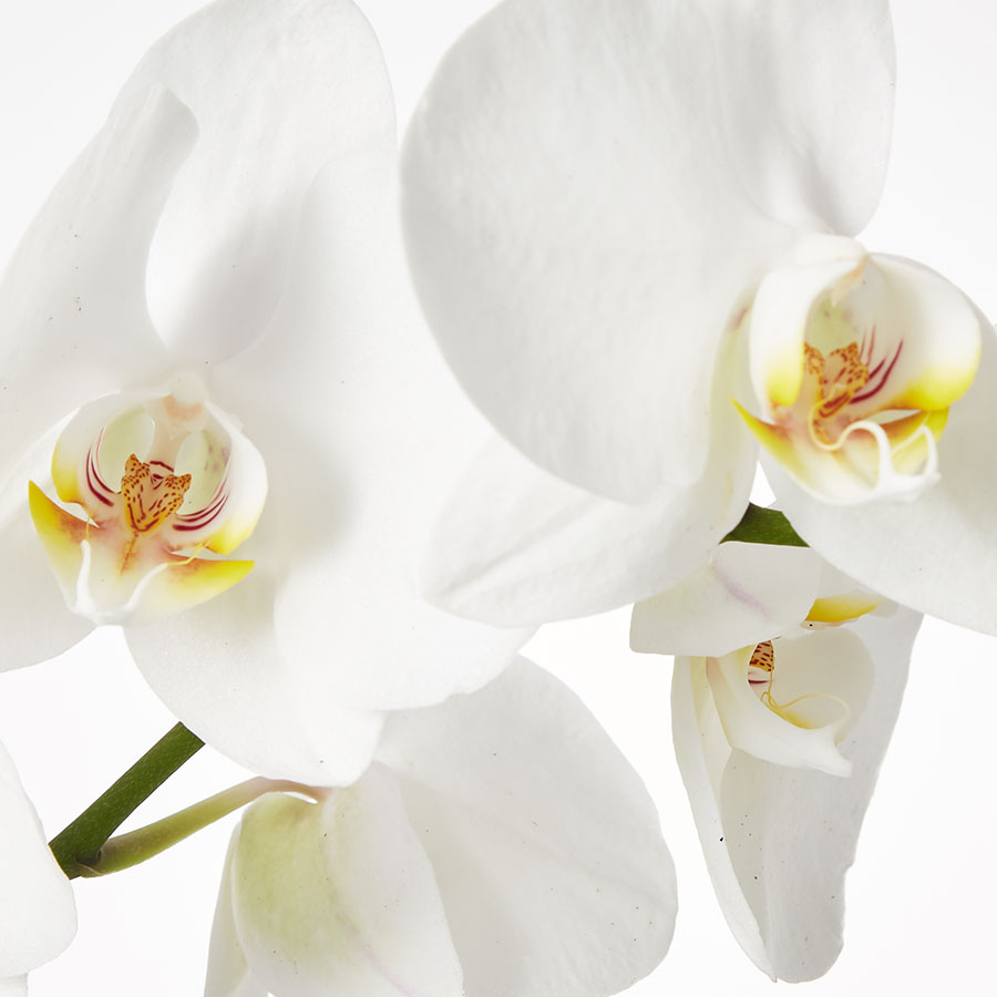 Large Phalaenopsis Orchid: White