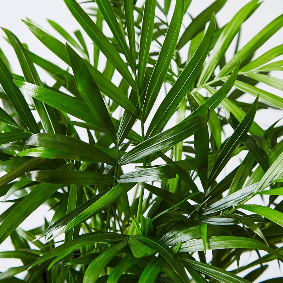 Parlor Palm Plant (Neanthe Bella Palm)