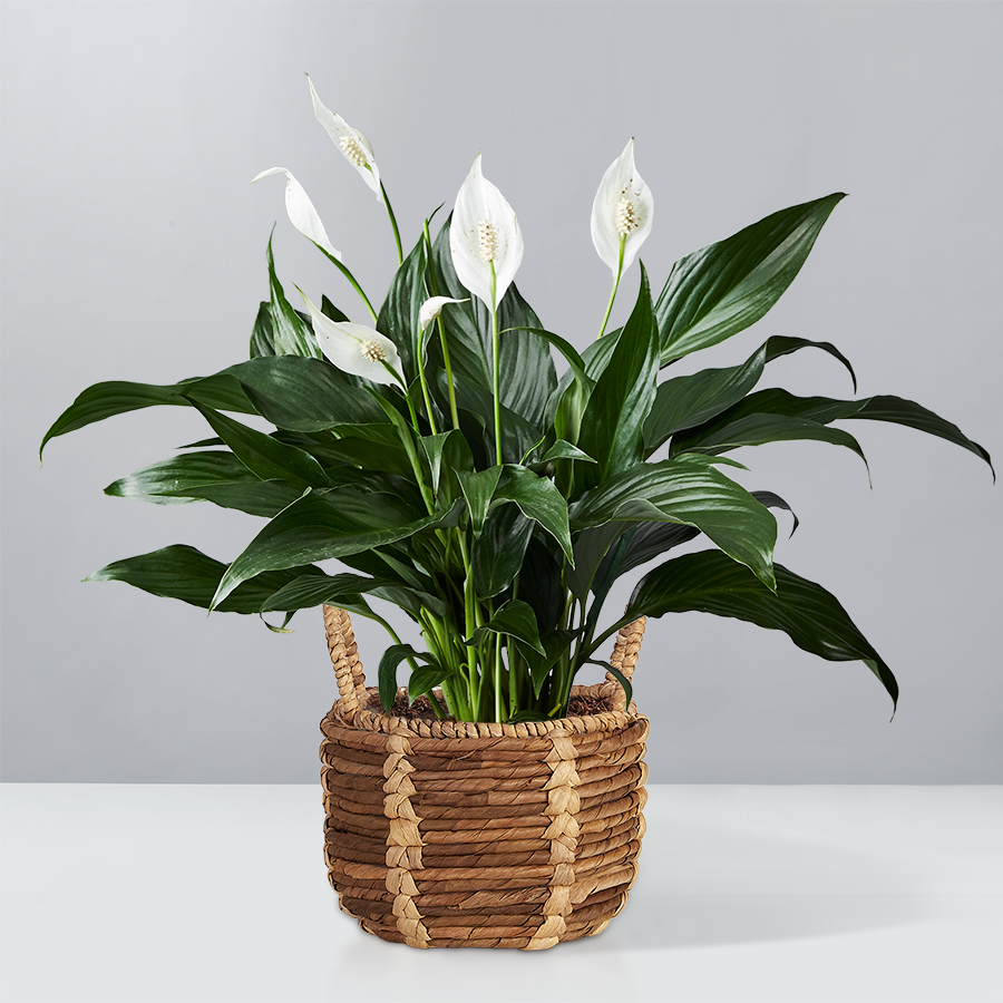Peace Lily Plant (Spathiphyllum)