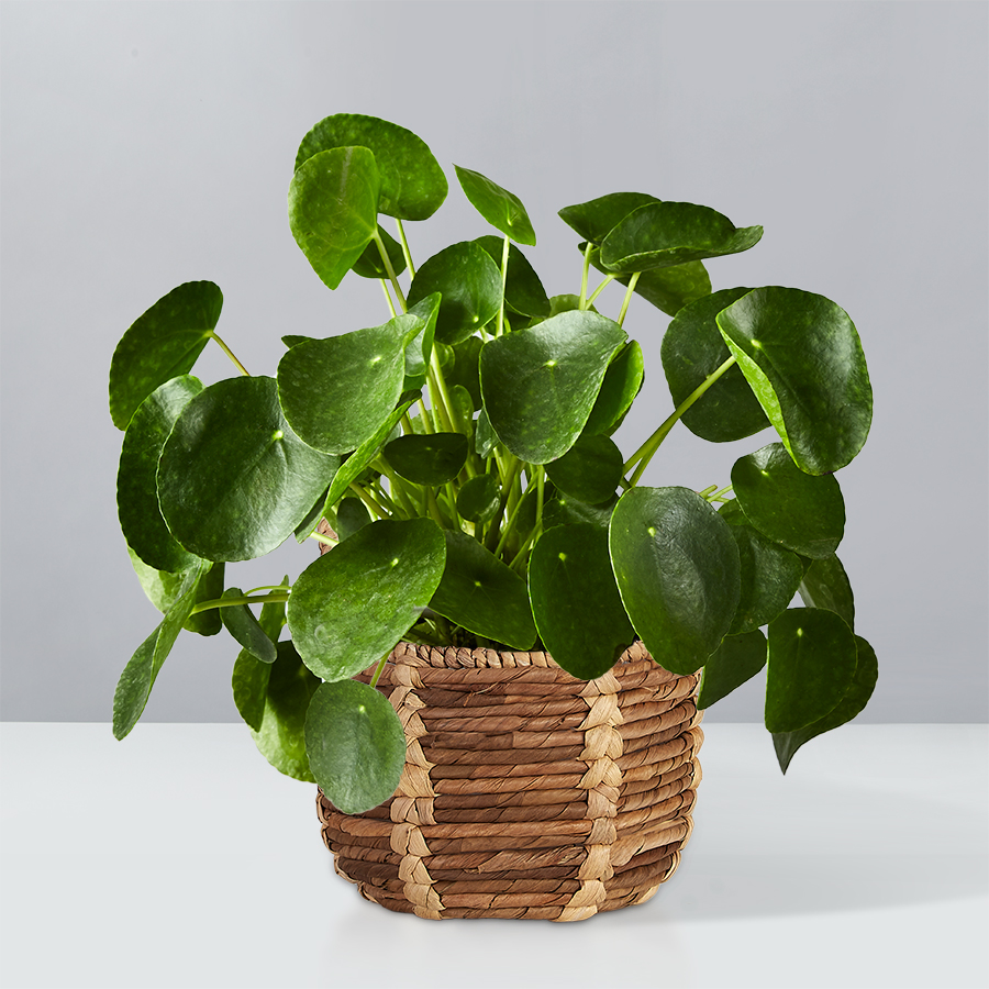 Pilea Peperomioides Plant