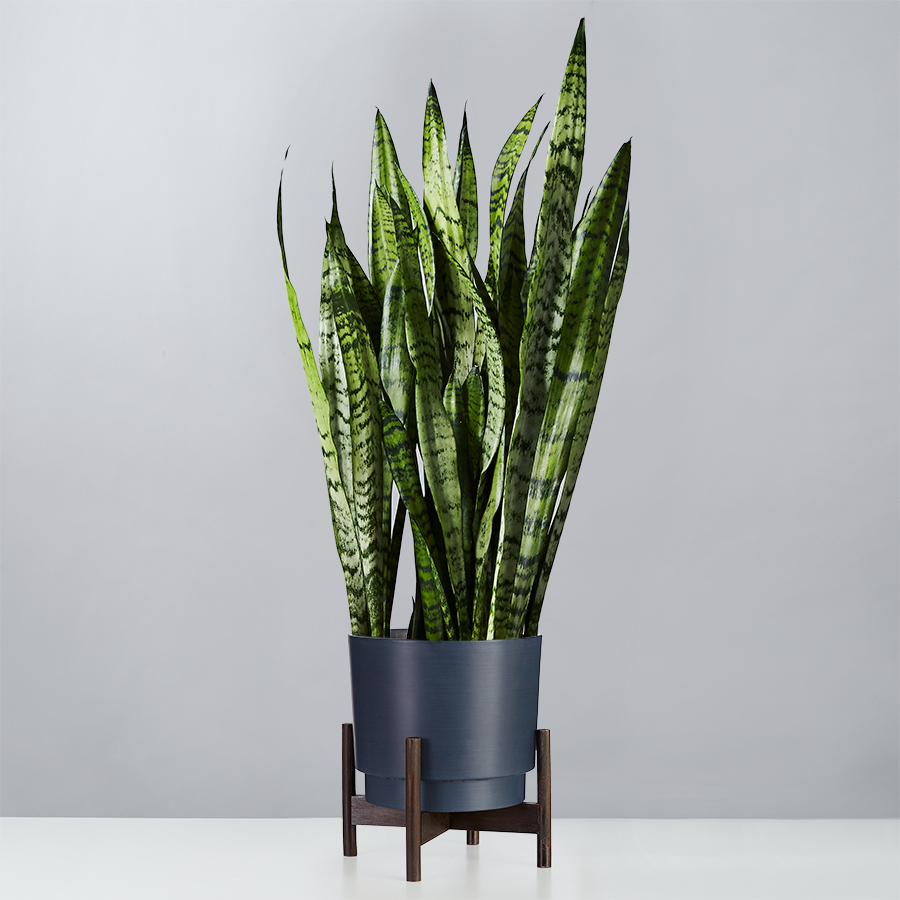 Snake Plant (Sansevieria)