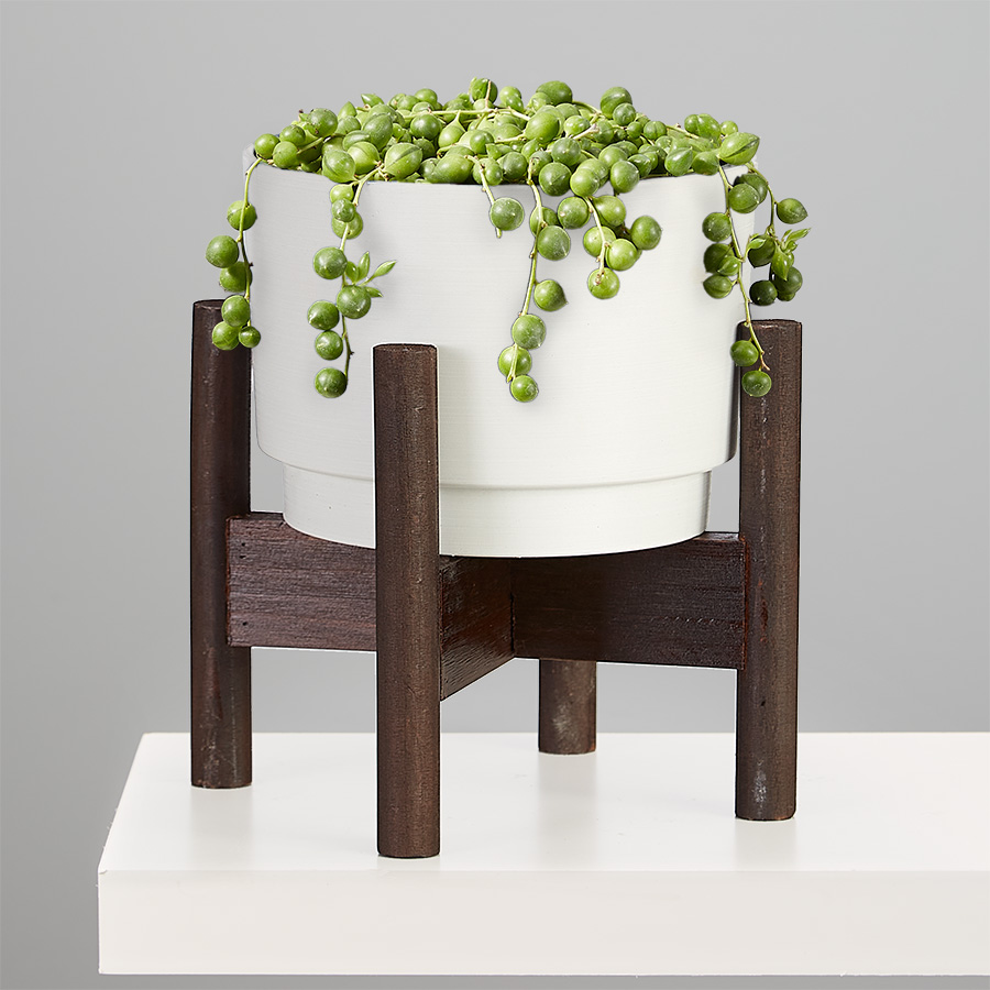 String of Pearls Succulent Plant
