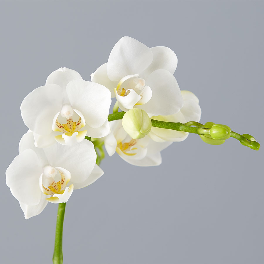 Small Phalaenopsis Orchid for Sympathy: White