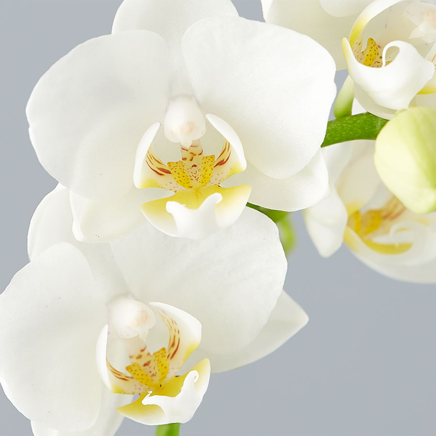 Small Phalaenopsis Orchid for Sympathy: White