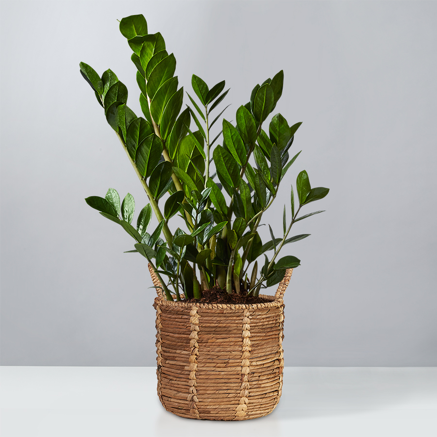 ZZ Floor Plant Zamioculcas Zamiifolia